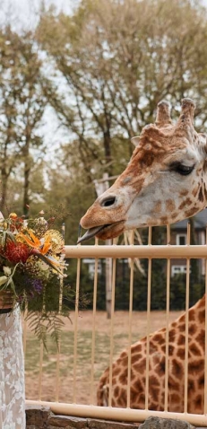 Trouwlocaties Ouwehands Dierenpark Rhenen